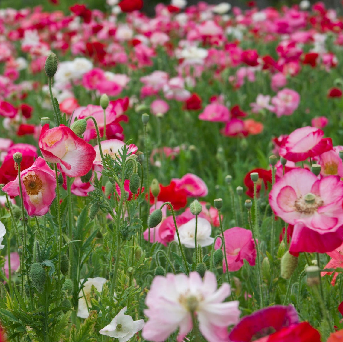 Poppy Flower Seeds
