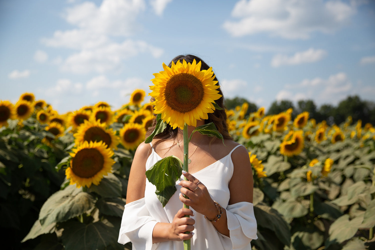 Sunflower Flower Seeds