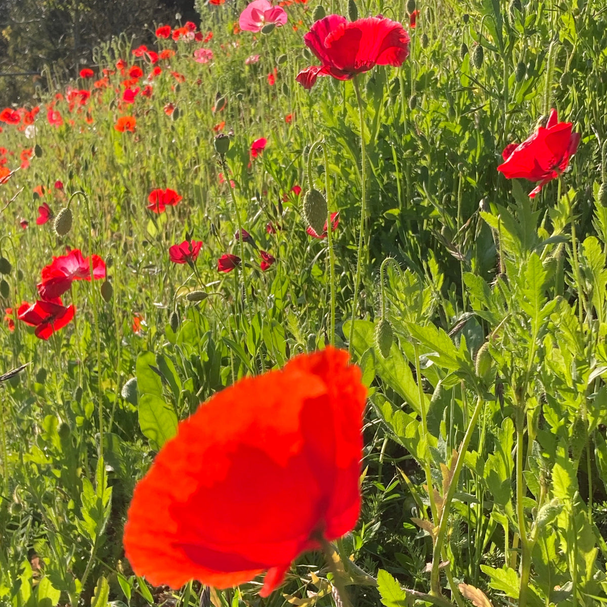 Red Flower Seeds