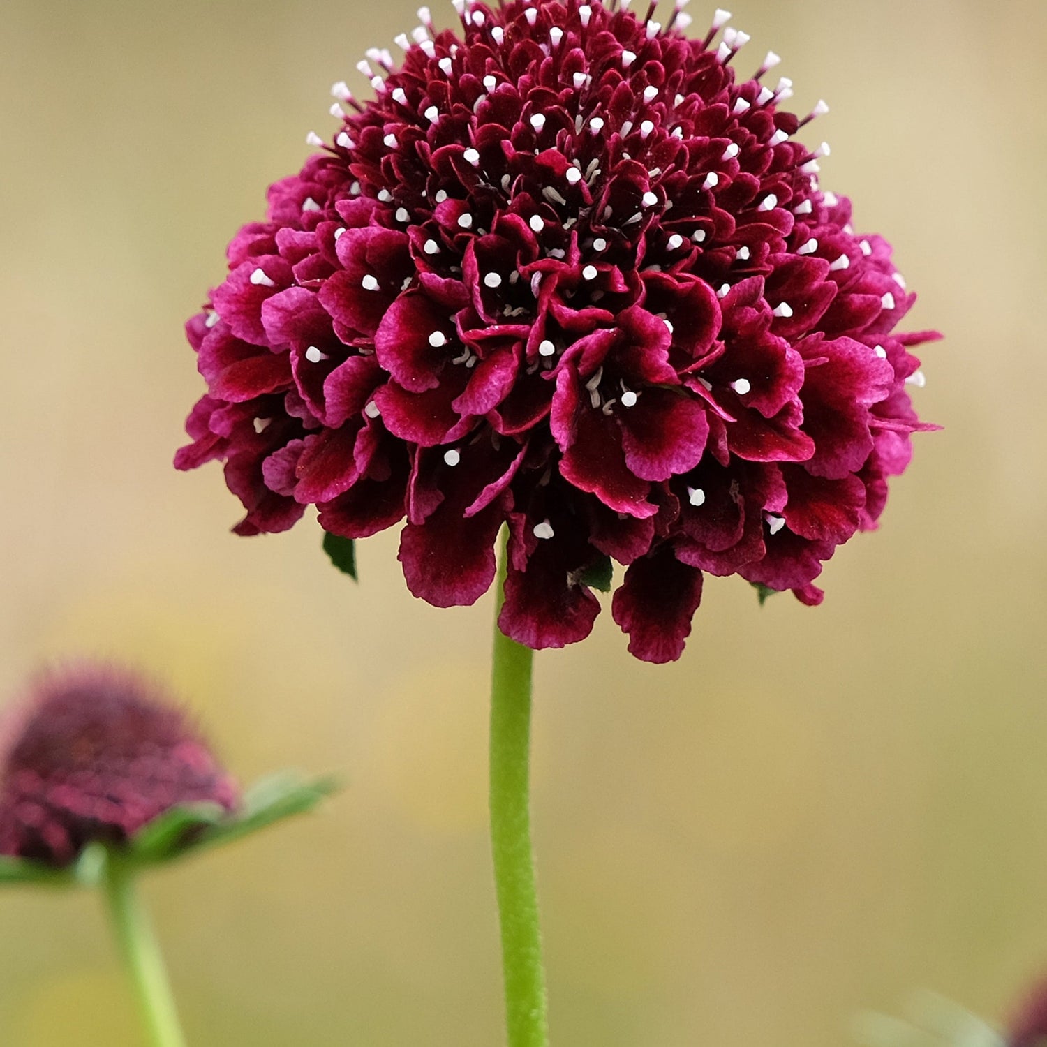 Pincushion Scabiosa Flower Seeds
