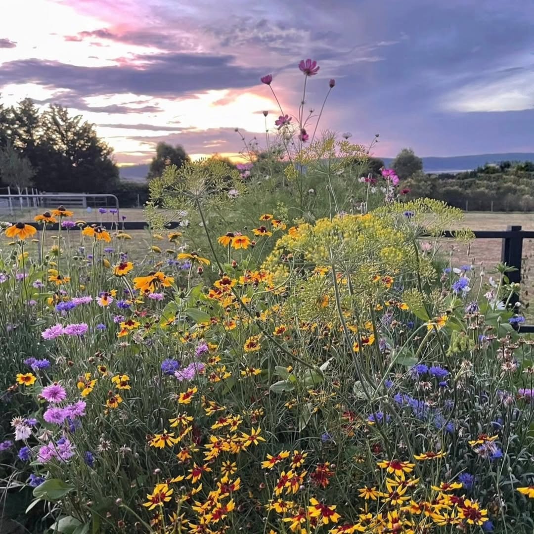 Temperate Climate Flower Seeds