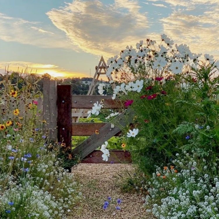 Garden path with wildflowers leading to a wooden gate at sunset.