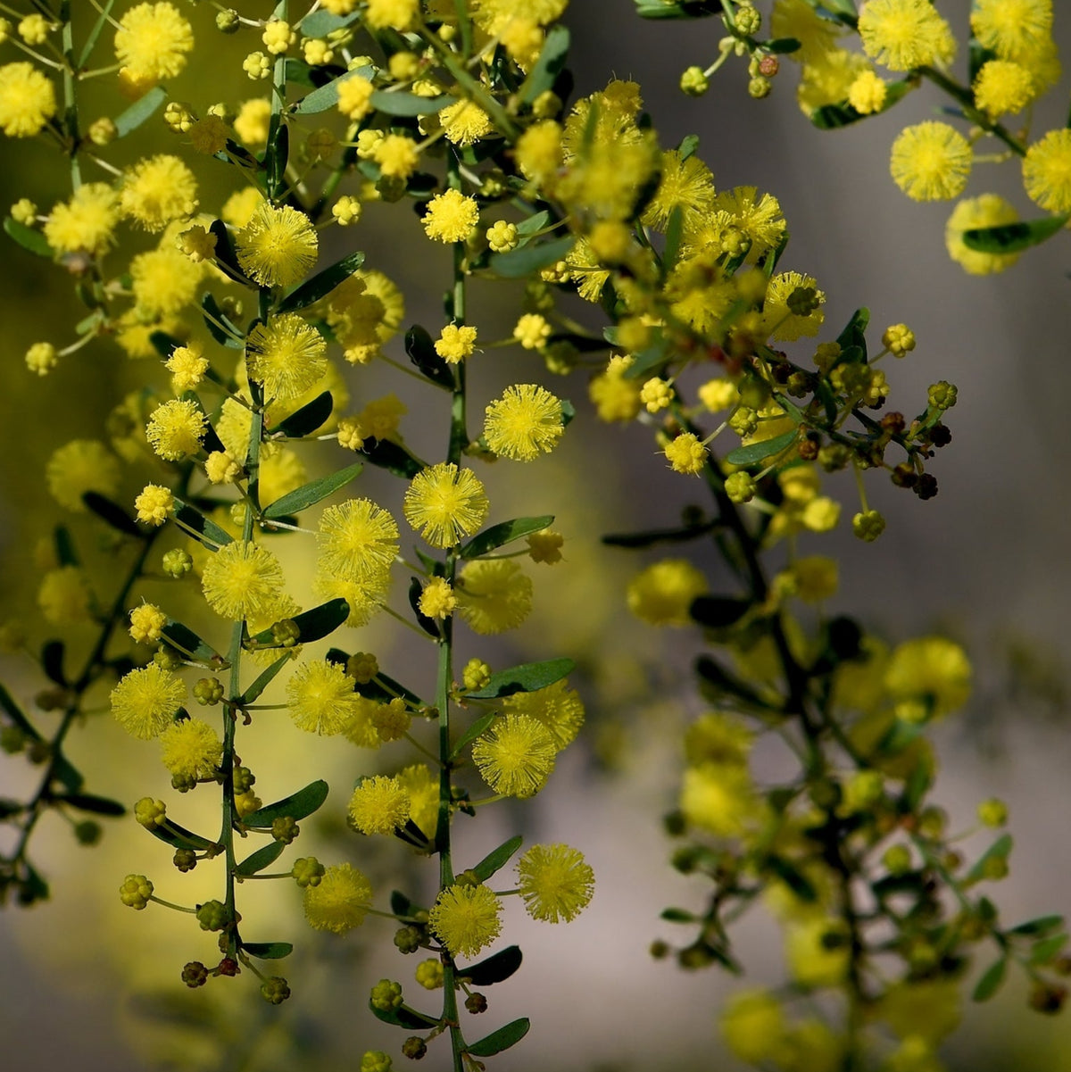 Gold-Dust Wattle Flower Seeds