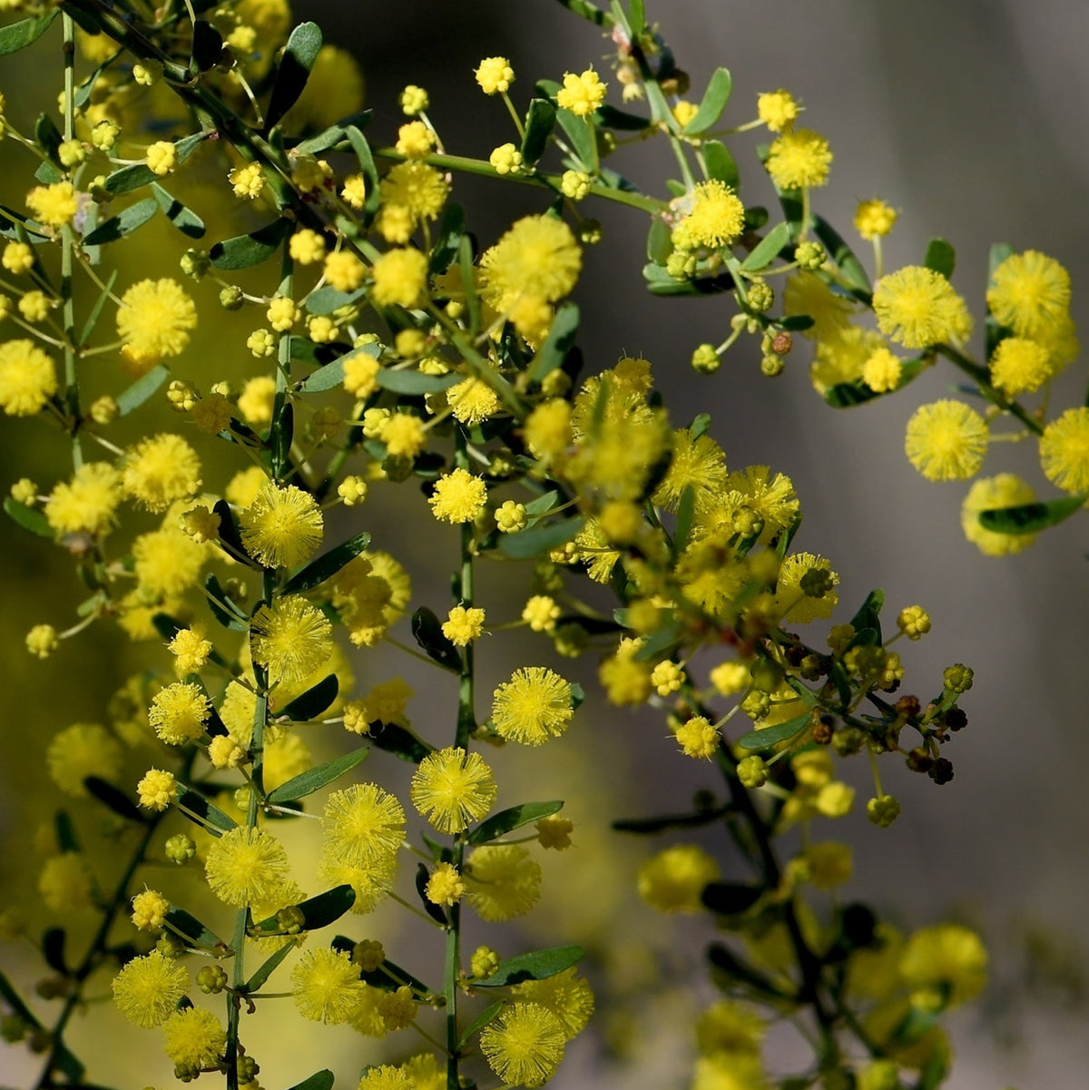 Gold-Dust Wattle Flower Seeds