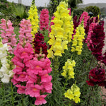 Colourful snapdragon flowers in a garden setting