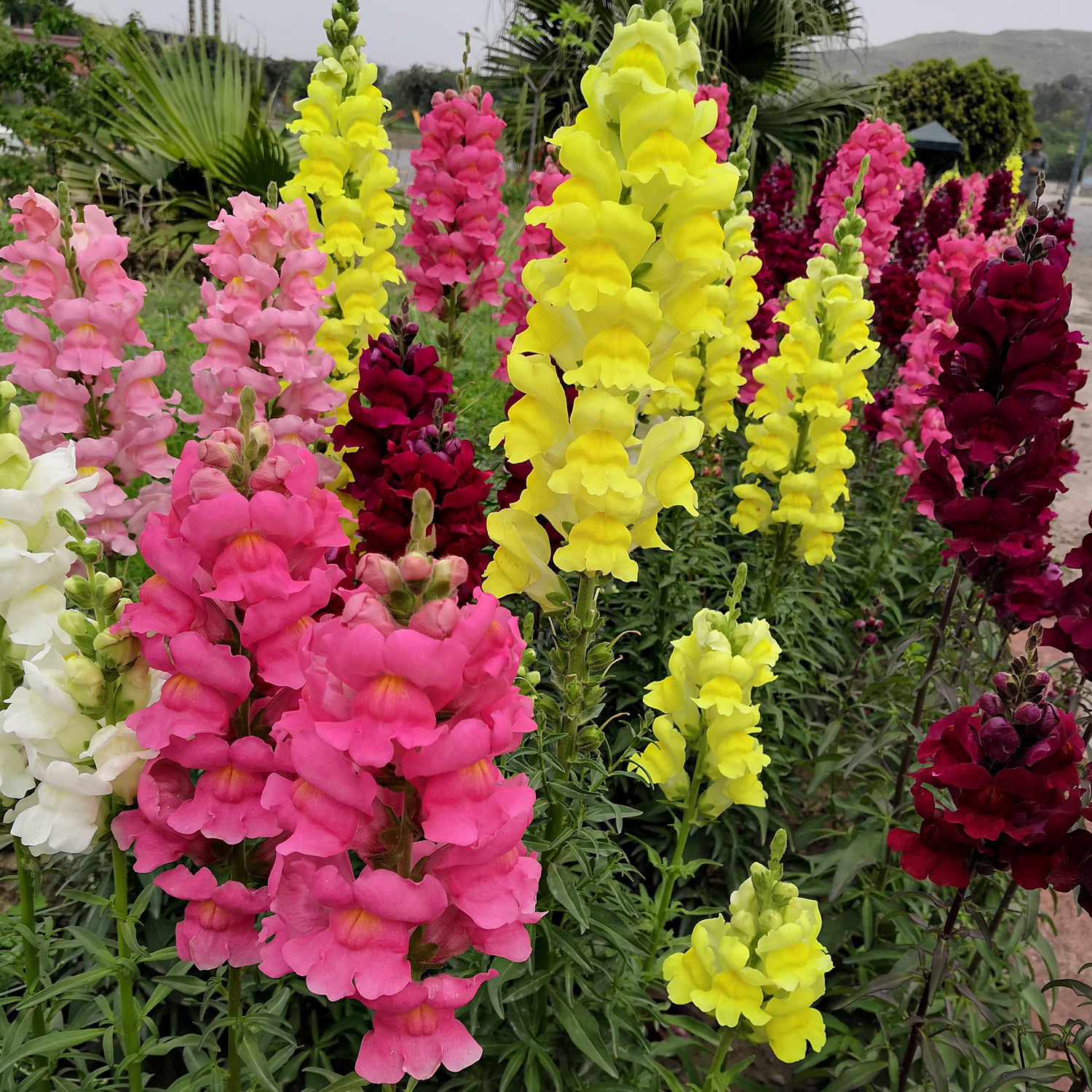 Colourful snapdragon flowers in a garden setting