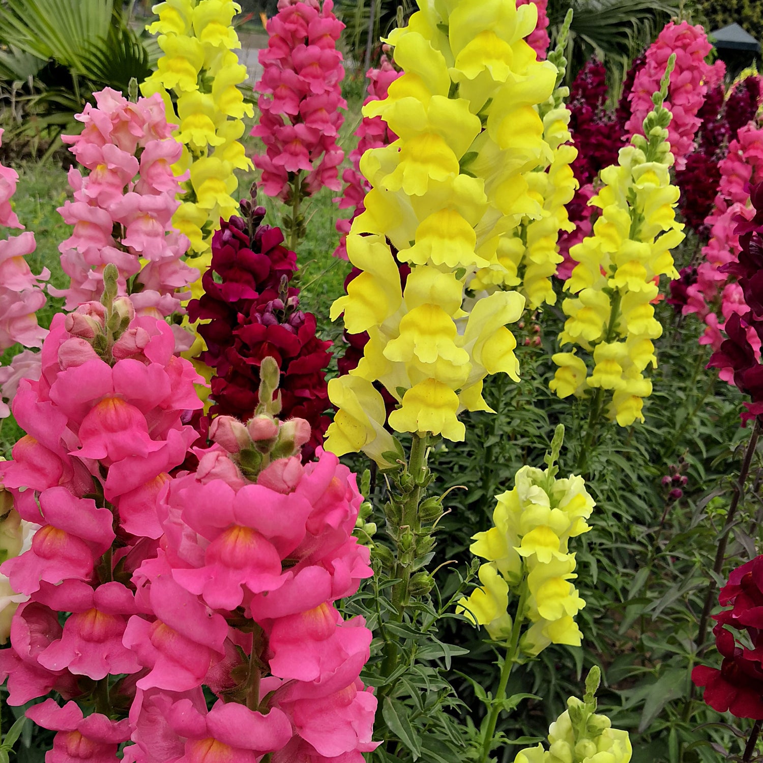 Colourful snapdragon flowers in a garden setting