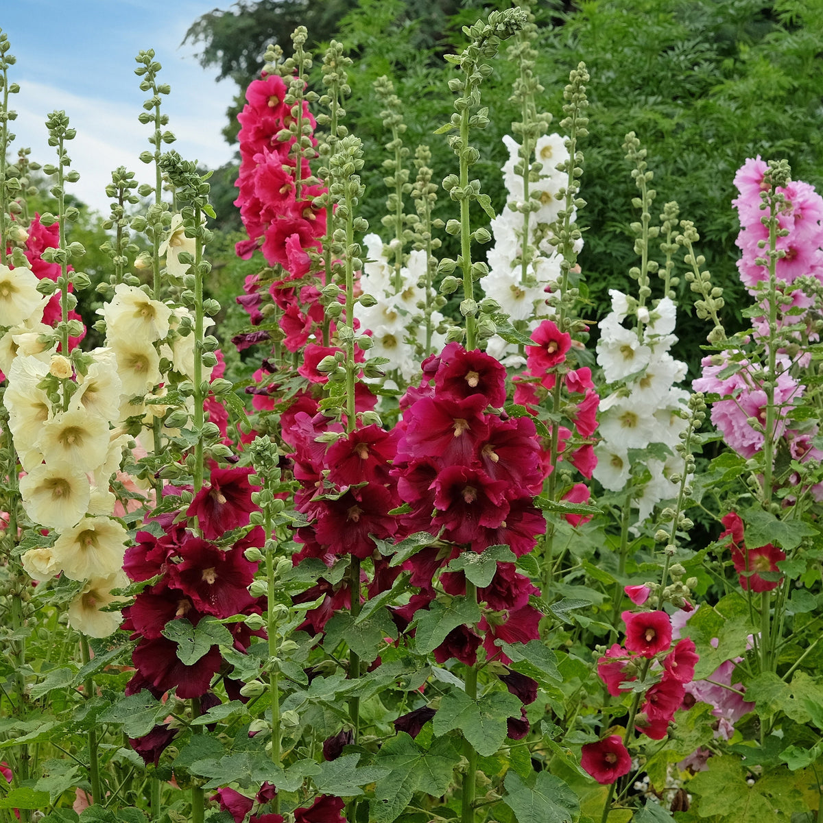 Hollyhock Chater's Formula Mix Flower Seeds
