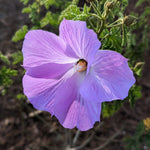 Close-up of a purple flower with green leaves in the background