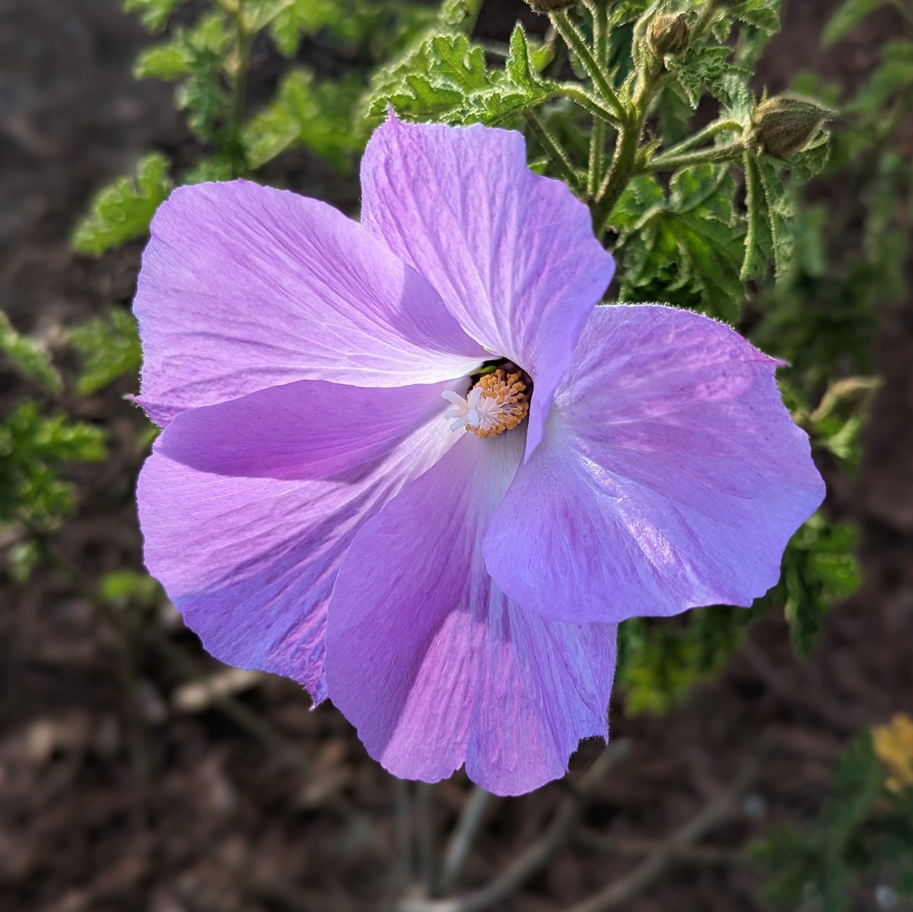 Close-up of a purple flower with green leaves in the background