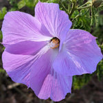 Close-up of a purple flower with green leaves in the background