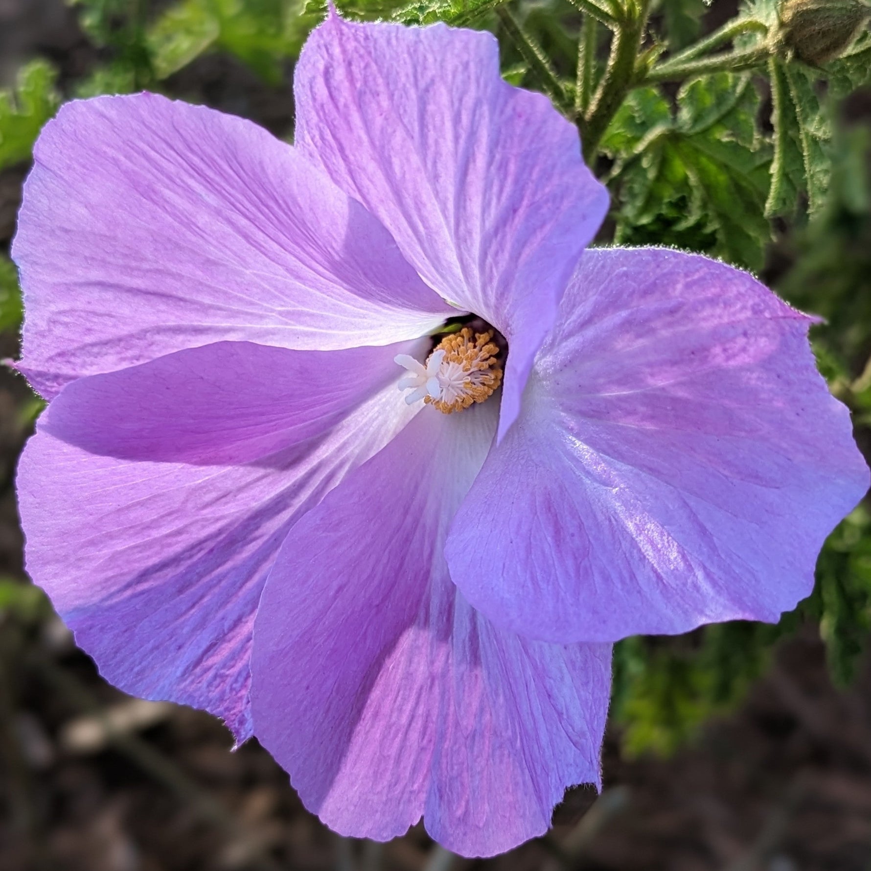 Close-up of a purple flower with green leaves in the background
