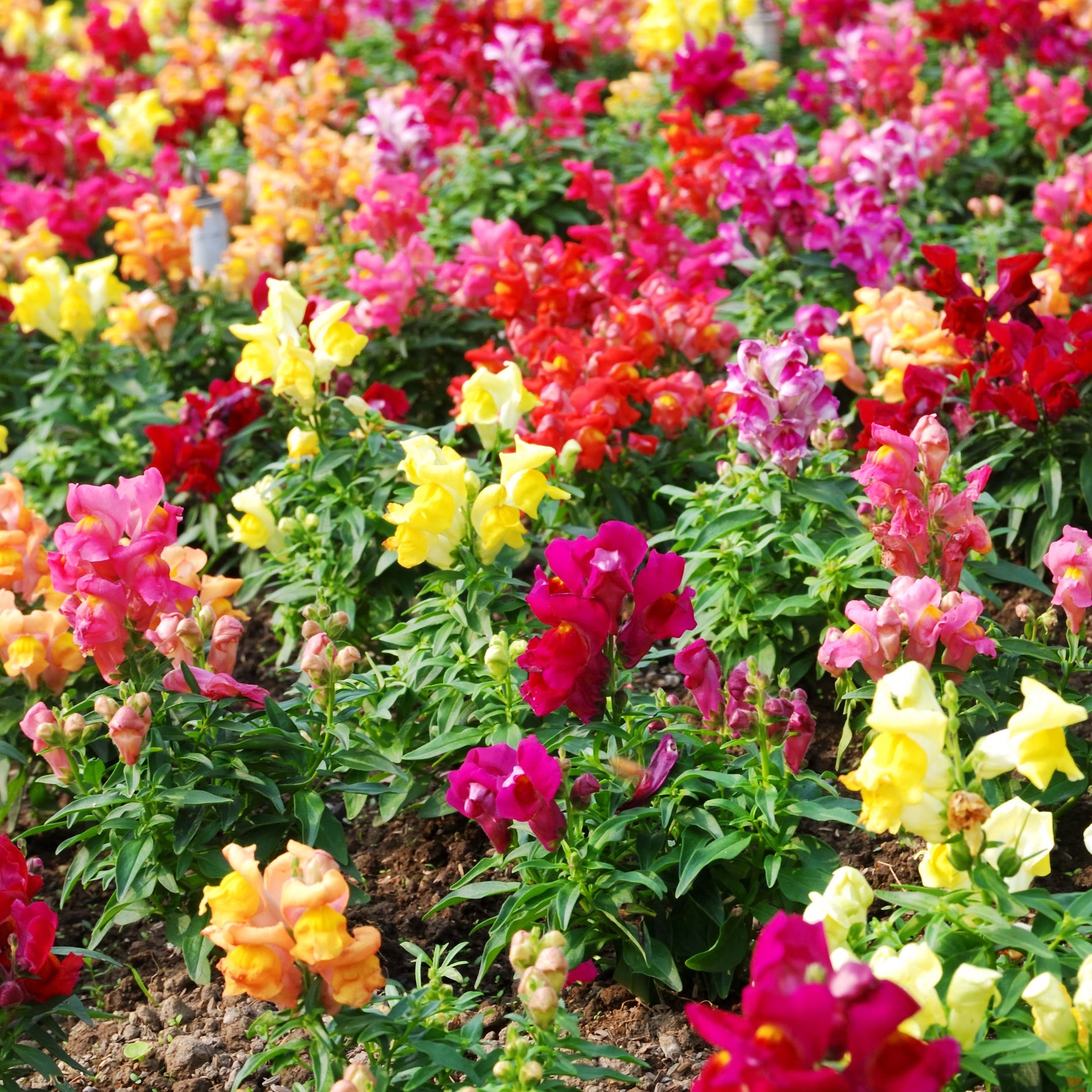 Colourful snapdragon flowers in a garden setting