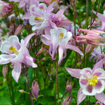 Pink and white flowers in a garden setting