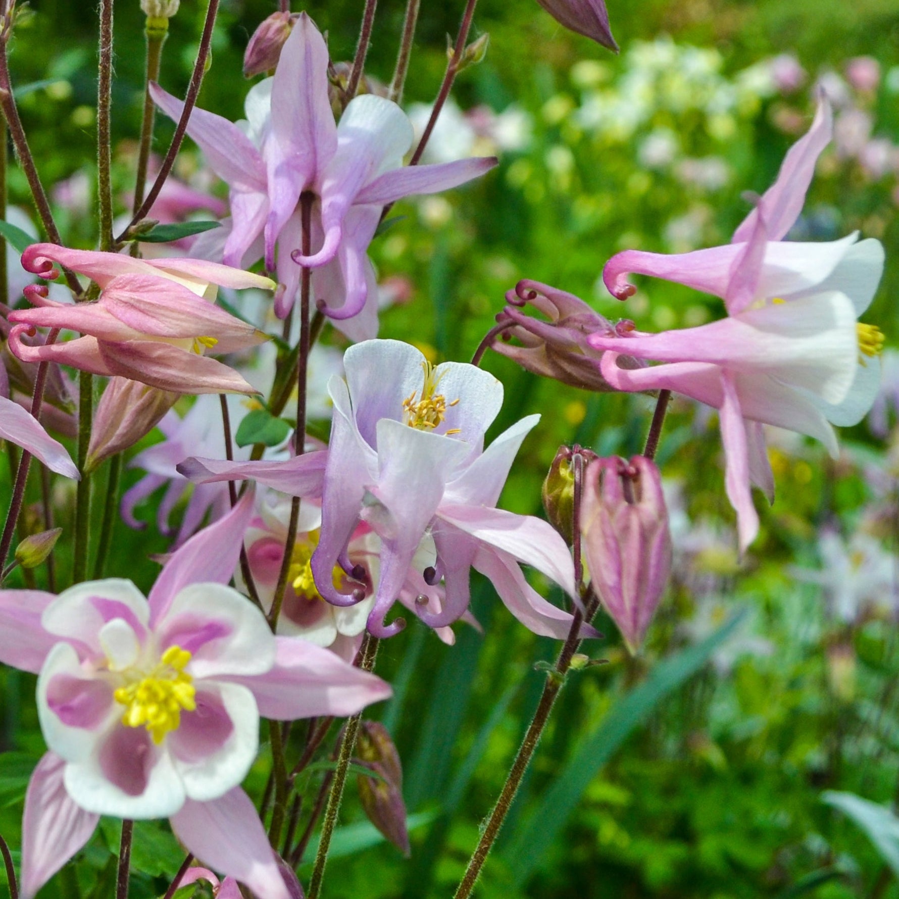 pink aquilegia in a graden