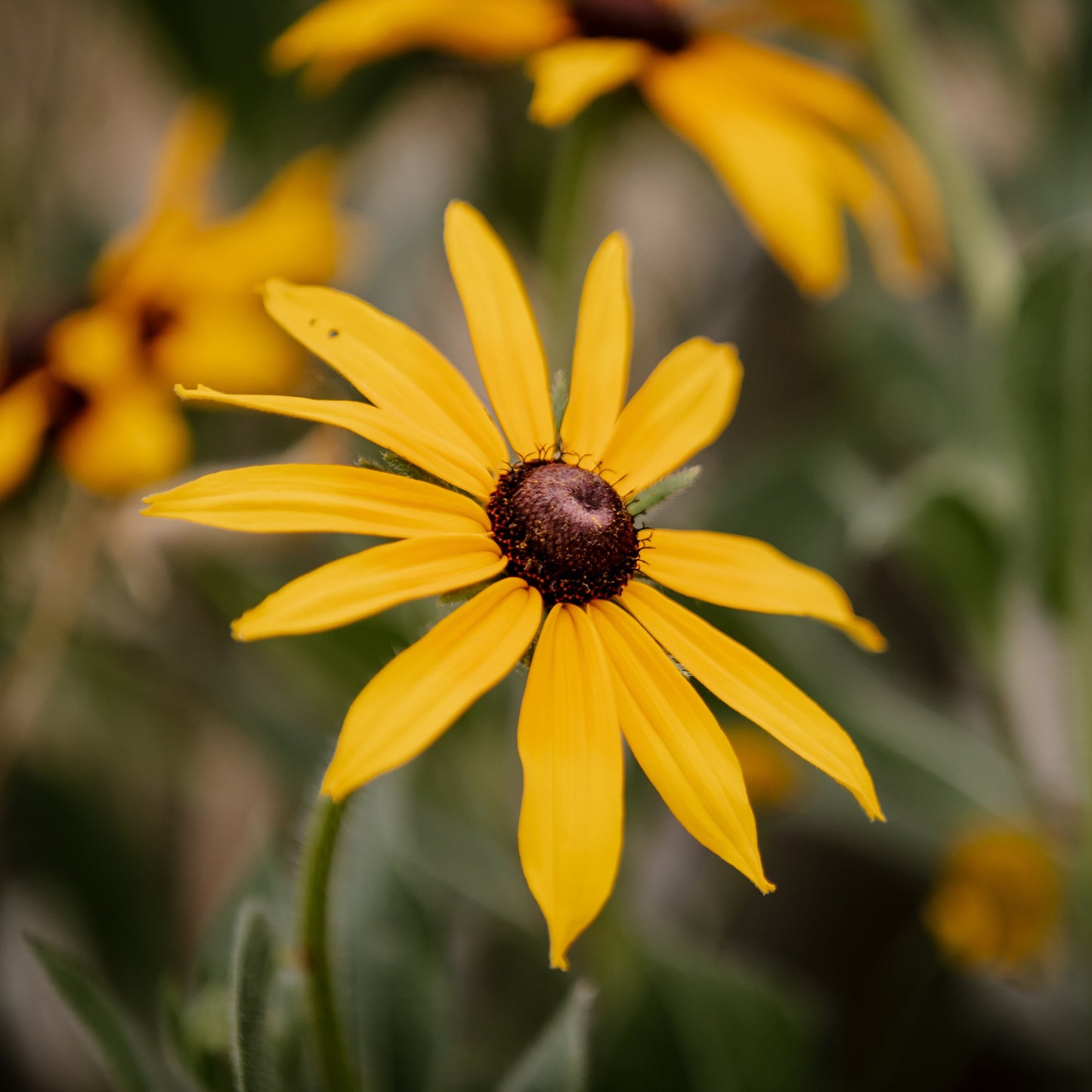 Gardener's Cut Flower