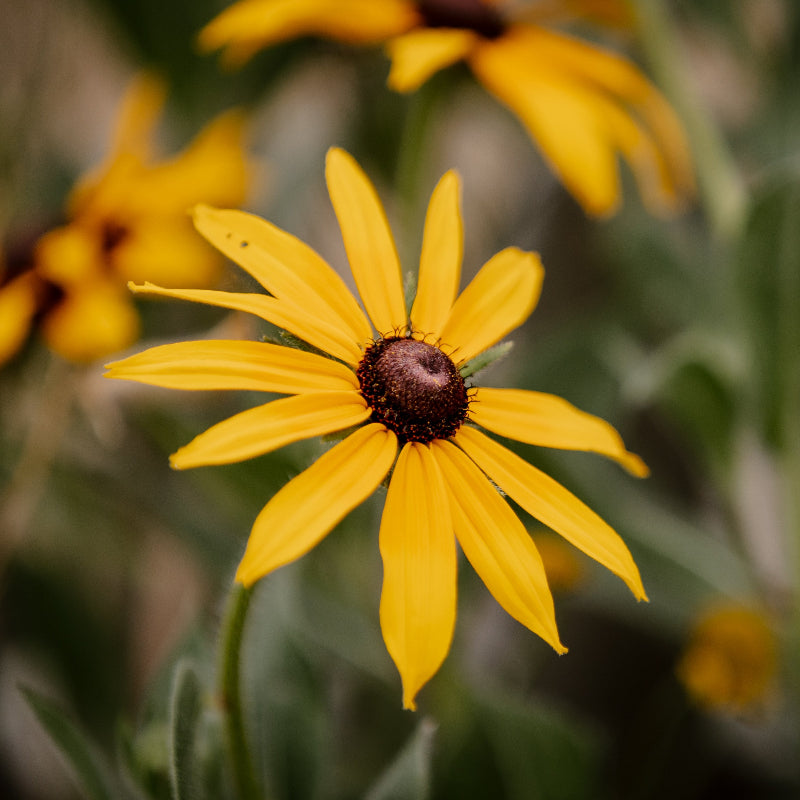 Gardener's Cut Flower Seed Mix