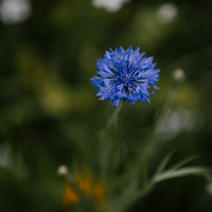 Gardener's Meadow Seed Mix