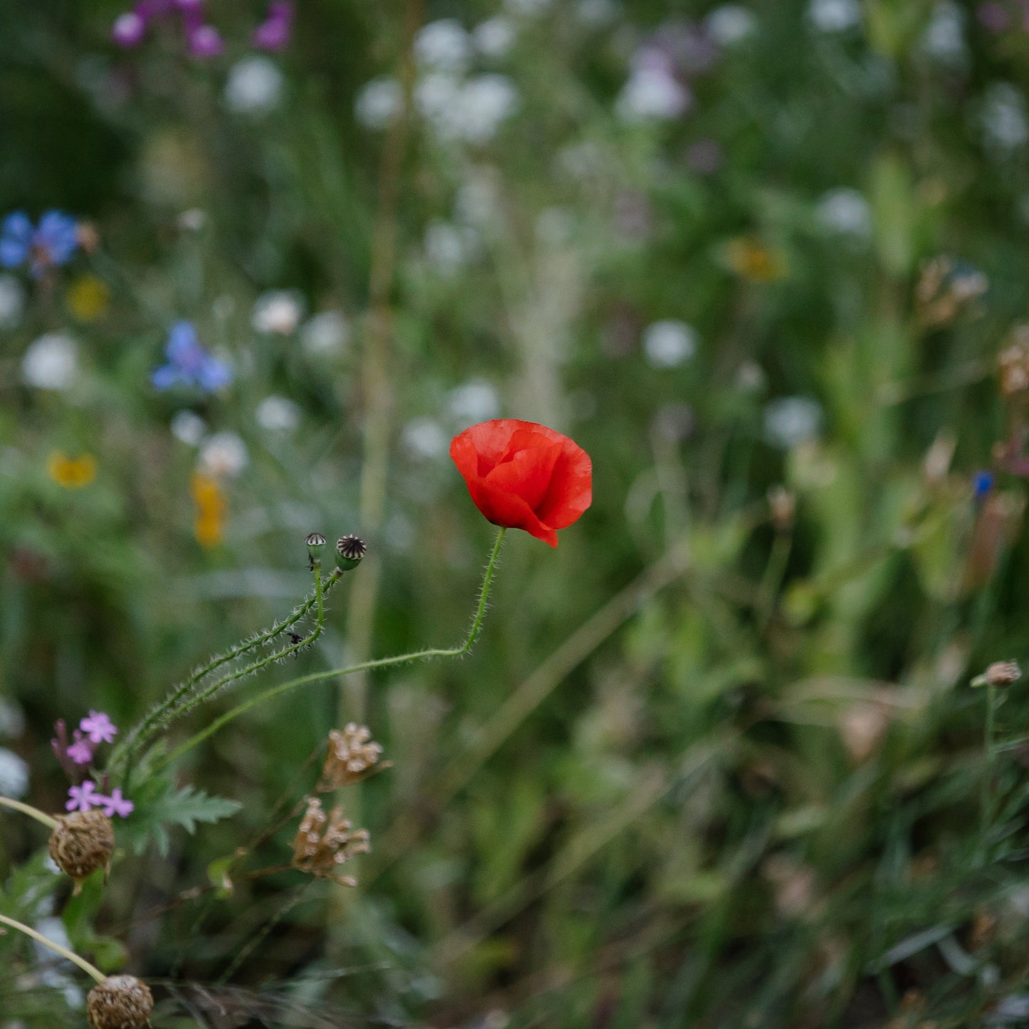 Gardener's Meadow Seed Mix