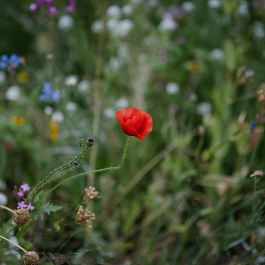 Gardener's Meadow