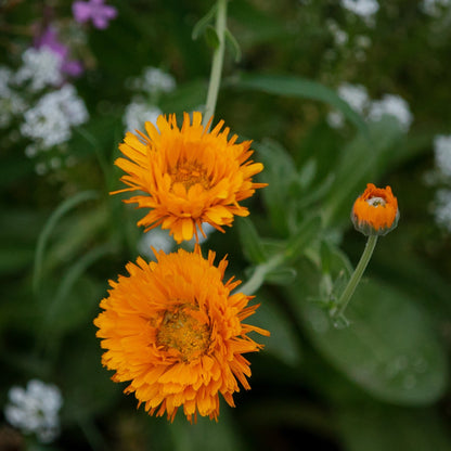 Gardener's Meadow Seed Mix