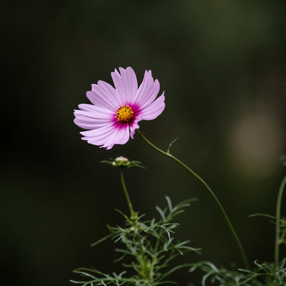 Gardener's Meadow Seed Mix