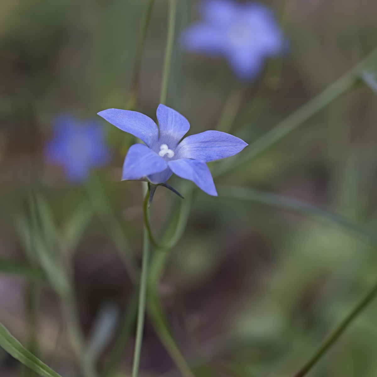 Australian Bluebell Flower Seeds