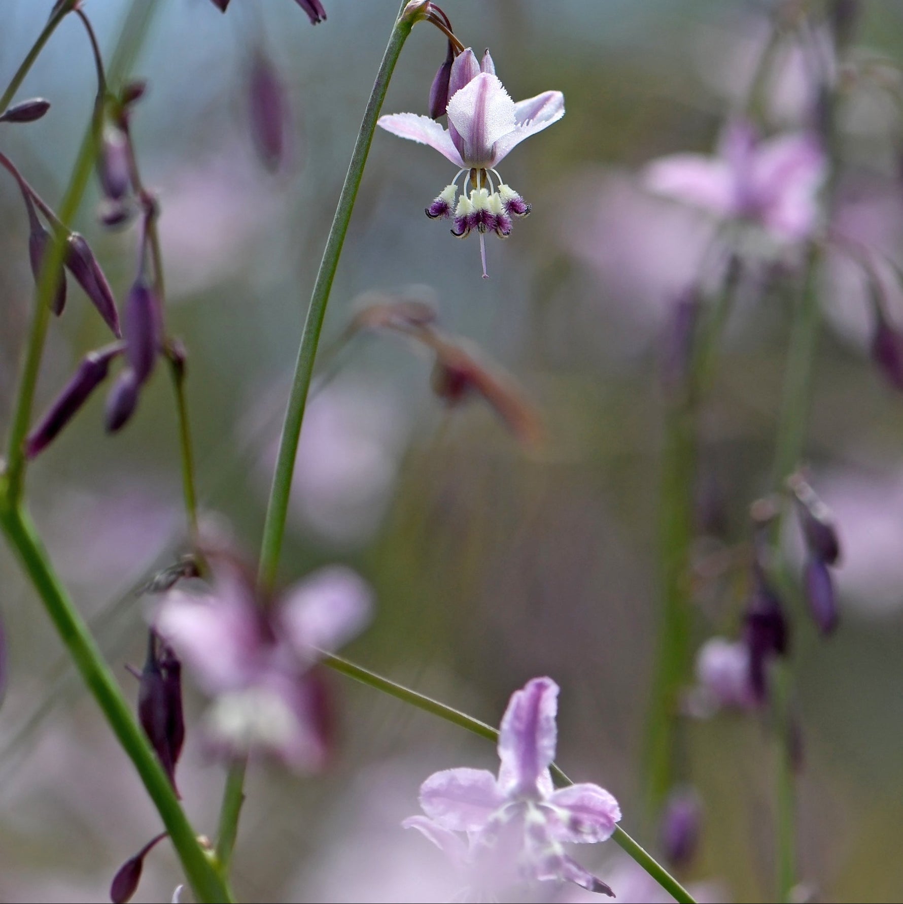 Delicate purple flowers with a blurred background