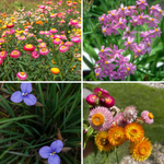 Collage of four Australian native wildflowers