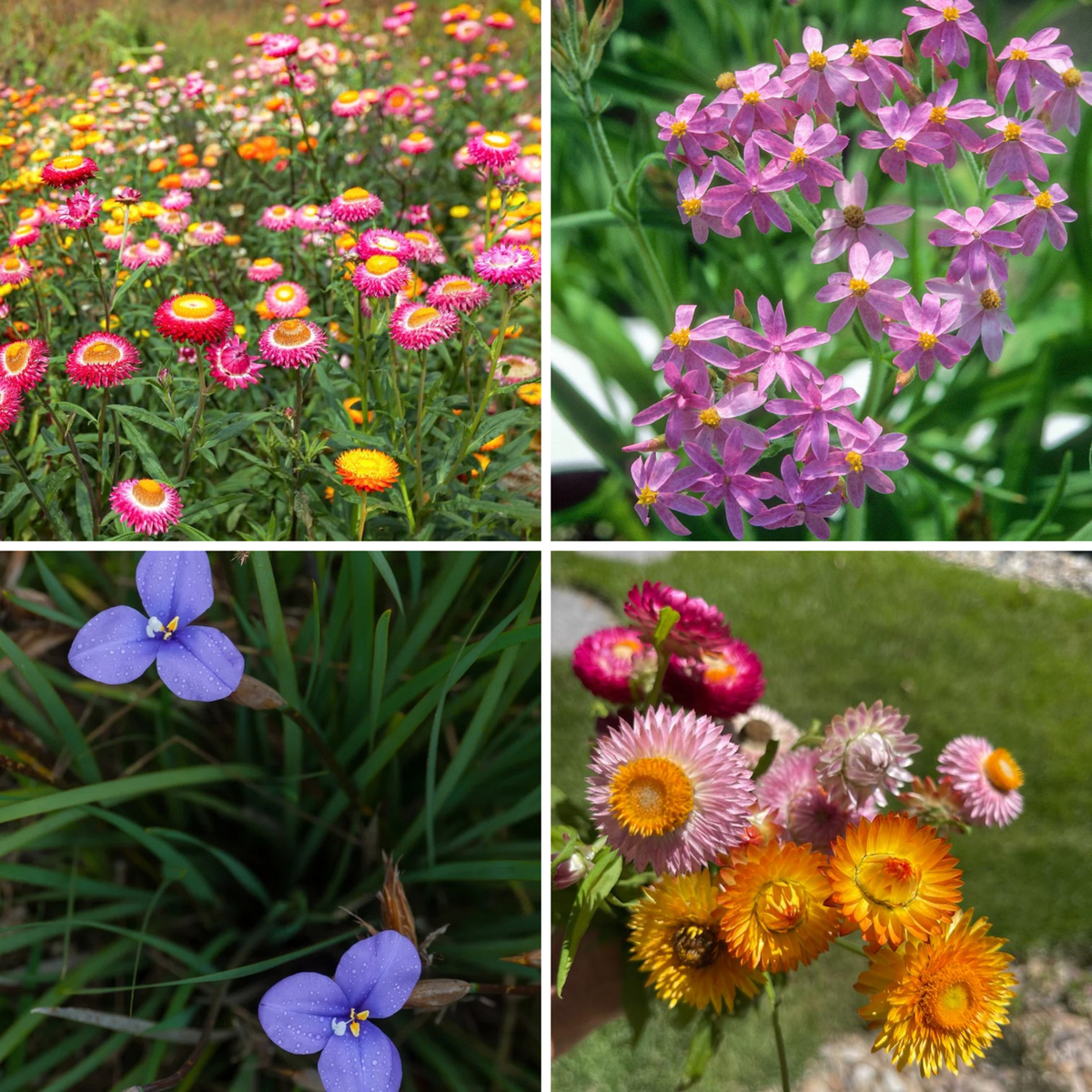 Collage of four Australian native wildflowers