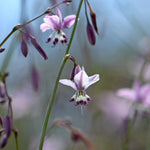 Delicate purple flowers with a blurred background