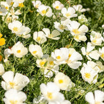Field of white california poppies blooming