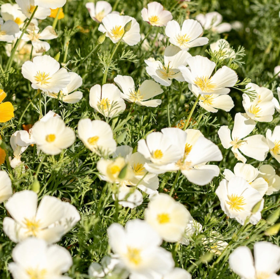 Field of white california poppies blooming