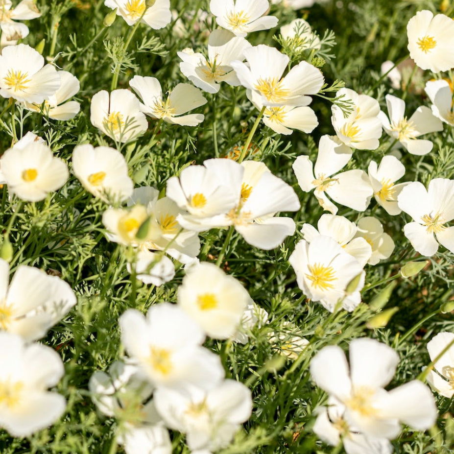 White california poppy flowers with yellow centres growing among green foliage in a dense outdoor patch.