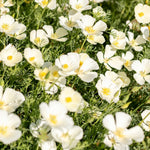 White california poppy flowers with yellow centres growing among green foliage in a dense outdoor patch.