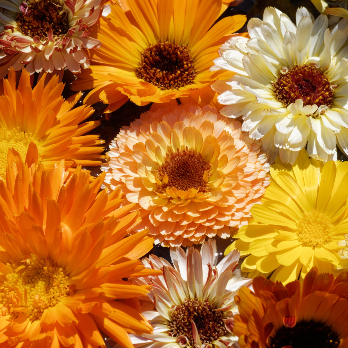 Close-up of various coloured flowers including orange, yellow, and white.