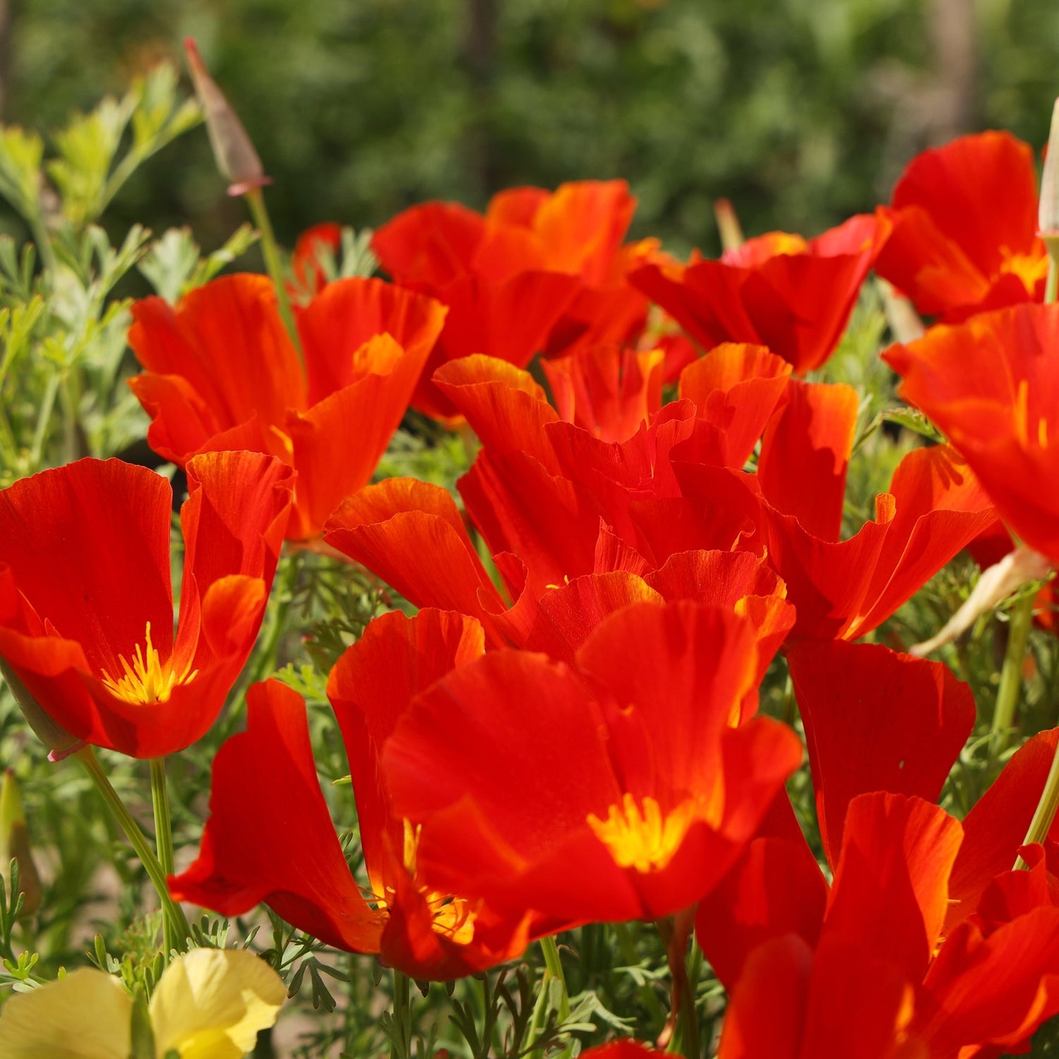 Vivid red california poppies in bloom
