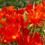 Close up of red california poppies in bloom