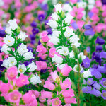 Colourful flower field with white, pink, and purple flowers.
