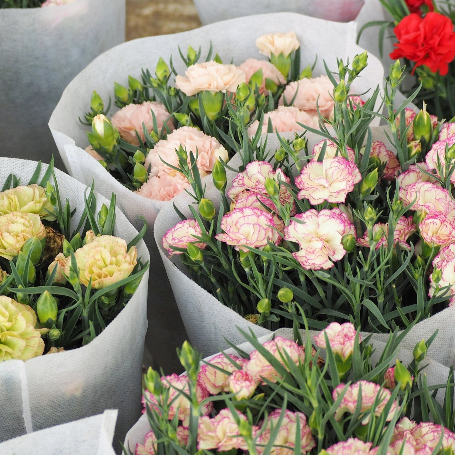 Carnation Chabaud Benigna Flower Seeds