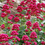 Group of redflowers with green leaves against a natural background