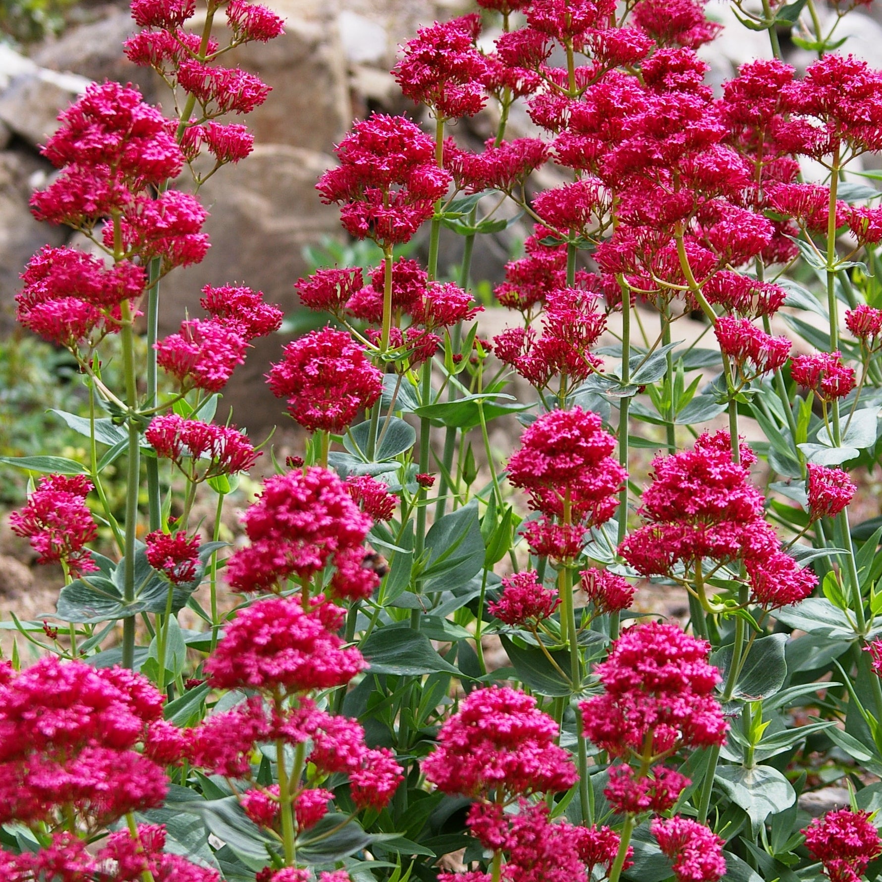 Group of redflowers with green leaves against a natural background