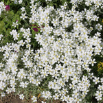 Close-up of white flowers with green leaves and yellow flowers in the background