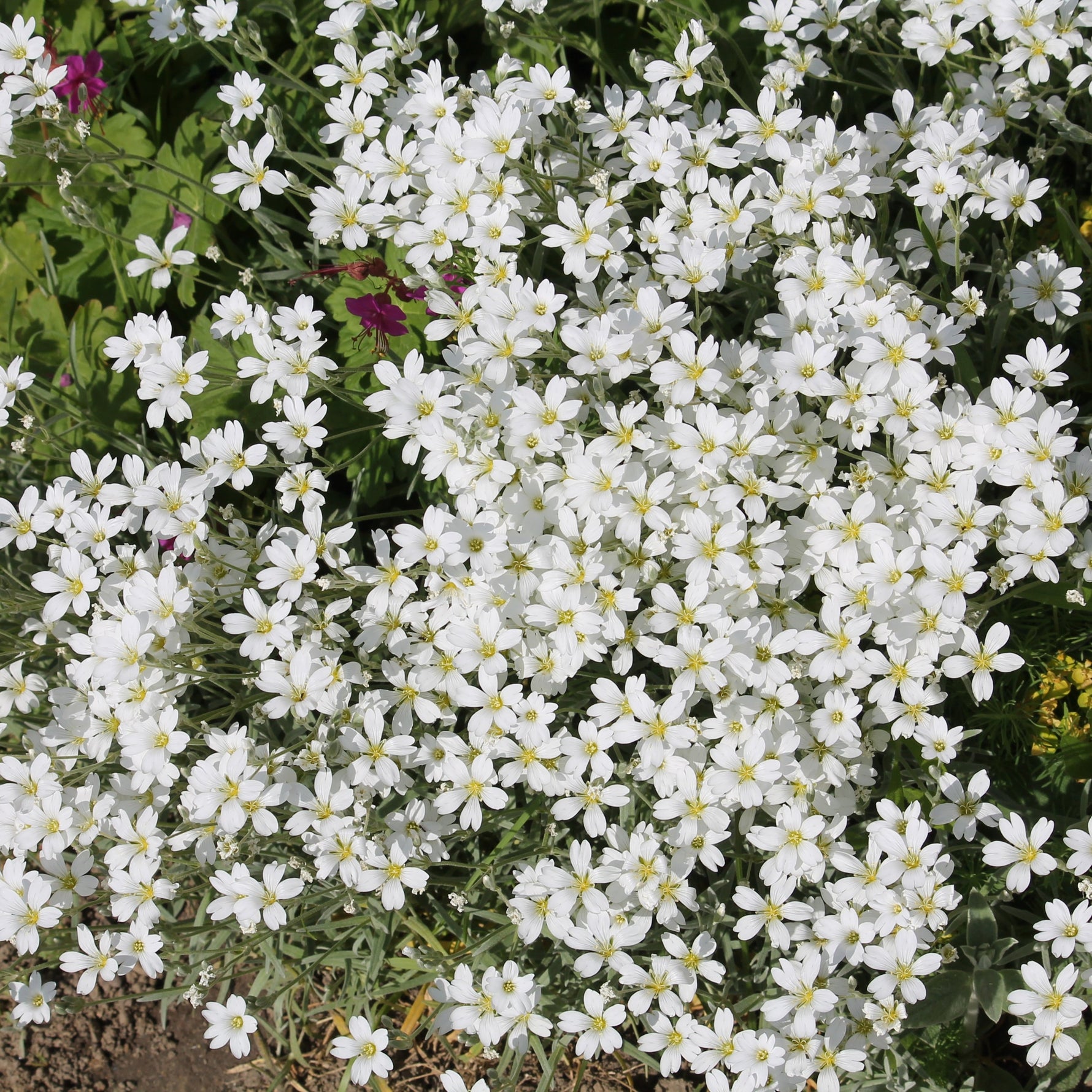 Close-up of white flowers with green leaves and yellow flowers in the background