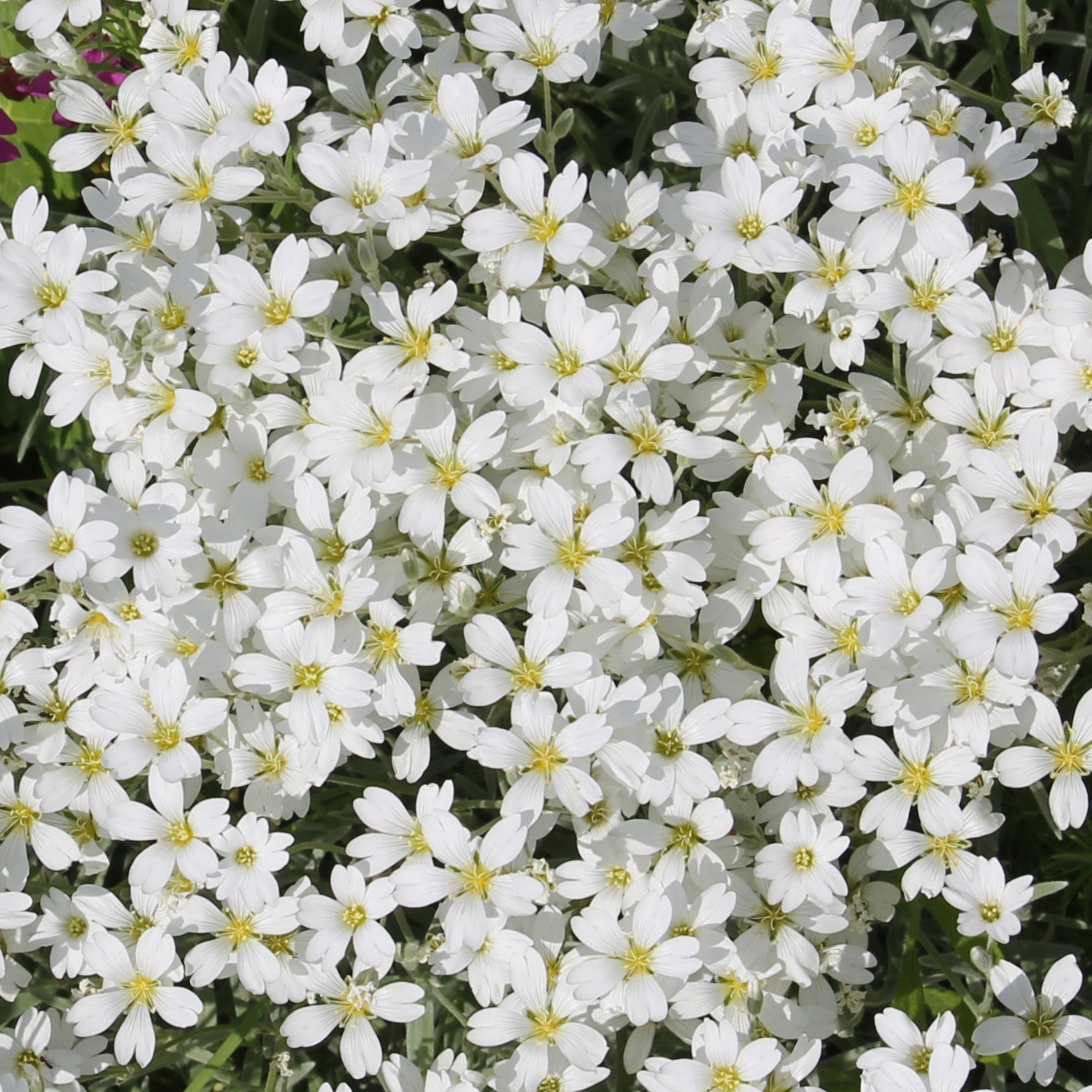 Close-up of white flowers with green leaves in the background