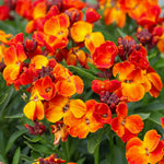 Bi-colour orange and yellow wallflower
