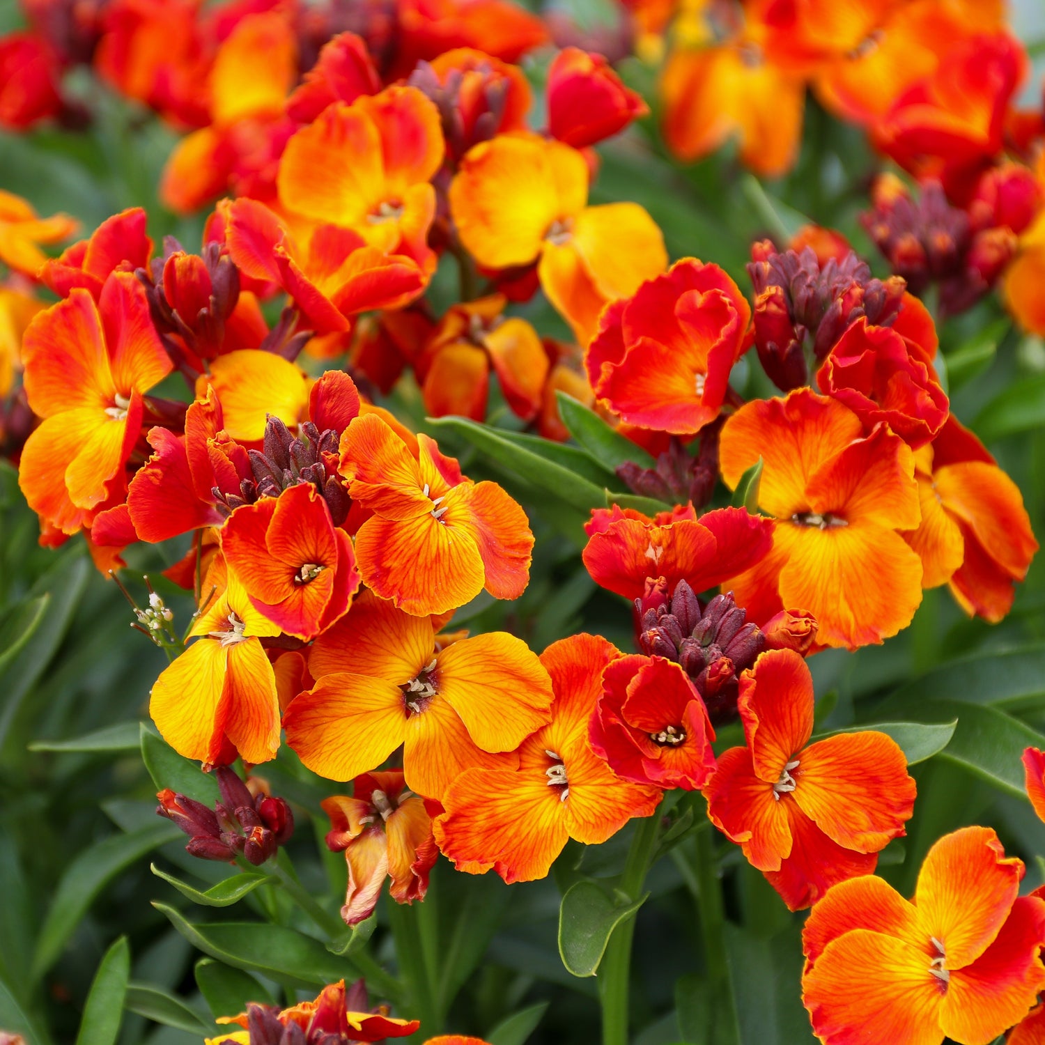 Bi-colour orange and yellow wallflower