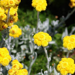 Yellow flowers with grayish-green leaves on a blurred natural background