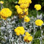 Yellow flowers with grayish-green leaves on a blurred natural background