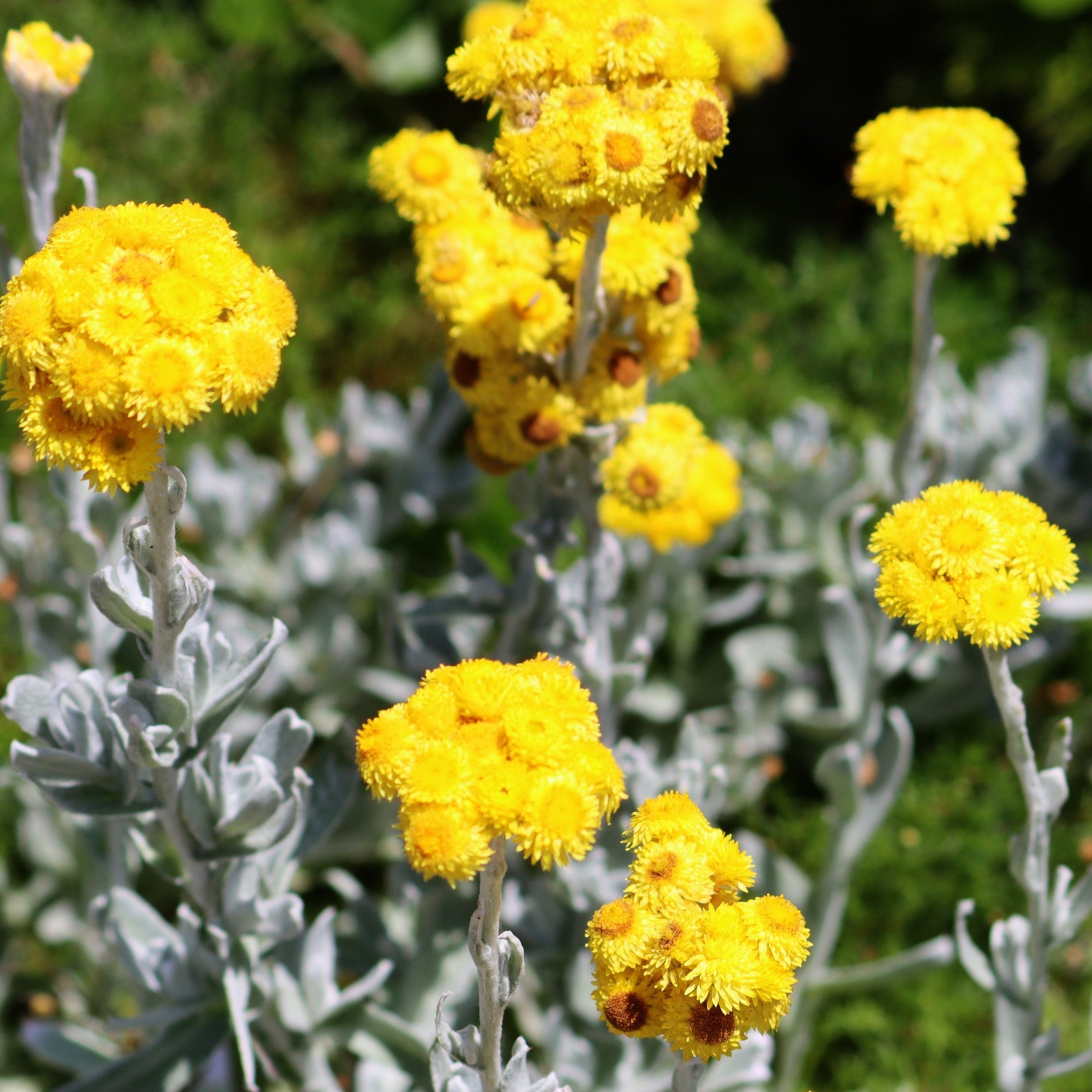 Yellow flowers with grayish-green leaves on a blurred natural background
